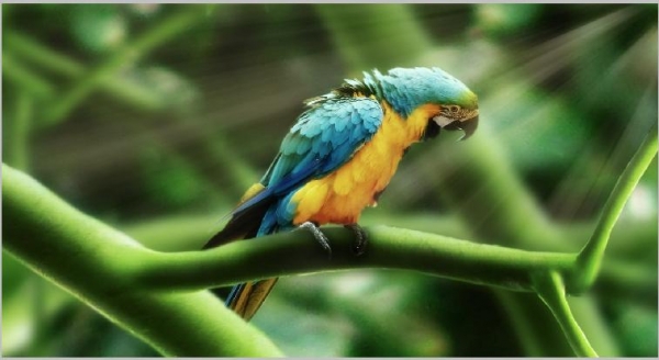Creation of Naturaleza: Step 9